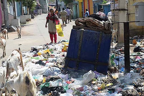 Goats feeding near a garbage pile-up in Vellore