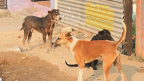 Stray dogs