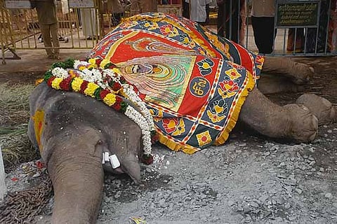 Rukku, the elephant of Arunachaleswarar temple in Tiruvannamalai, that died on Thursday