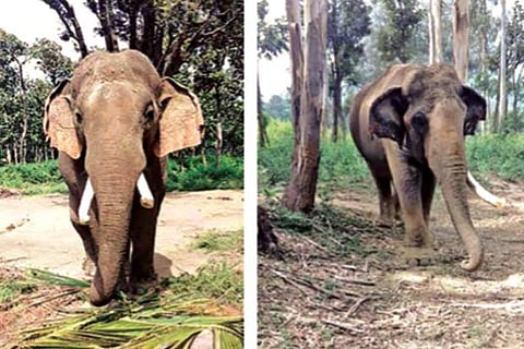 Kumkis Paari and Sujay (r) at elephant camps in Coimbatore