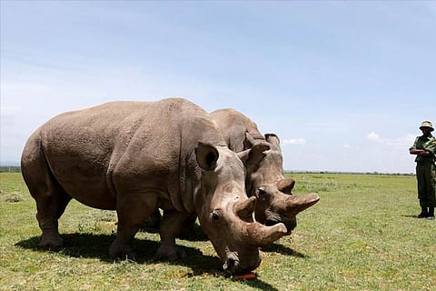 Najin (R) and her daughter Fatou, the last two northern white rhino females