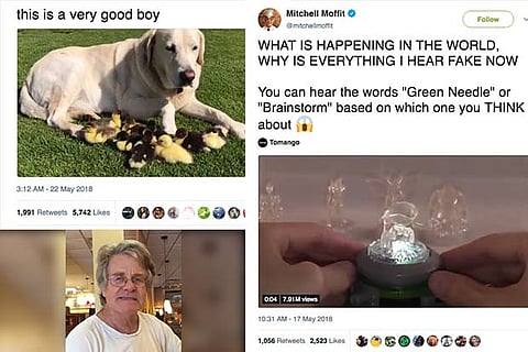 (Clockwise) Labrador with duckings; Tweet about what you THINK; Australian speaking Hindi