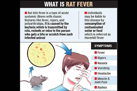 After swine flu, dengue, Chennai witnesses a rat fever death