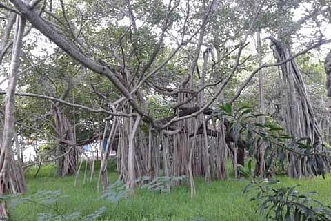 A garden that stands tall in a concrete jungle