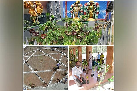Trees planted by Krishnamurthy in temples across Tamil Nadu; Krishnamurthy (Landscape designer)