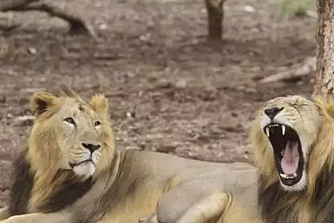 After Gir lions’ deaths, Centre alerts TN