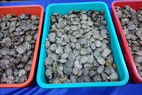 The turtles worth Rs 8 lakh smuggled from Thailand