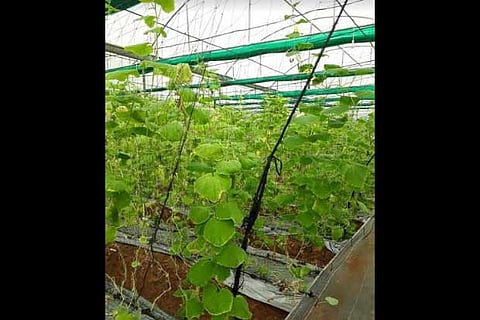 Madhavaram horticulture park to soon offer eco-friendly agri courses for kids