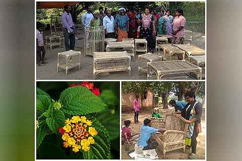 Maya Mahajan with locals and Lantana Camara, Maya teaching the process of making furniture