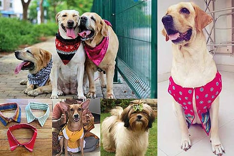 Pawsome pets: Prep your canine for pet-friendly weddings