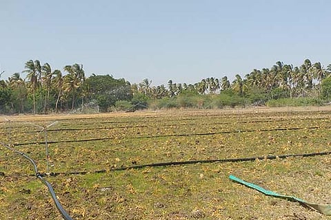 Sprinkler irrigation being used on black gram sown in a farm at Mela Kalamalai village