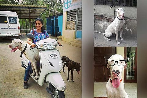 Clockwise: At the BMAD shelter, Lisa when first found on the street and after getting adopted