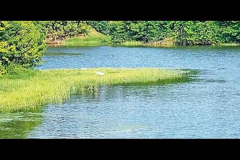 Representative image