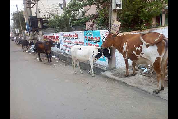 Citizen Connect: Cattle menace continues on Pammal streets