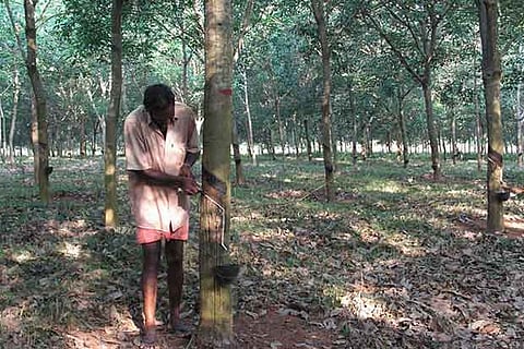 A worker taps a rubber tree at a plantation in  Kanniyakumari (file photo)