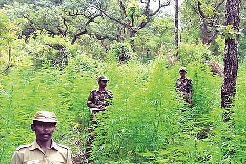 Forest department staff at work