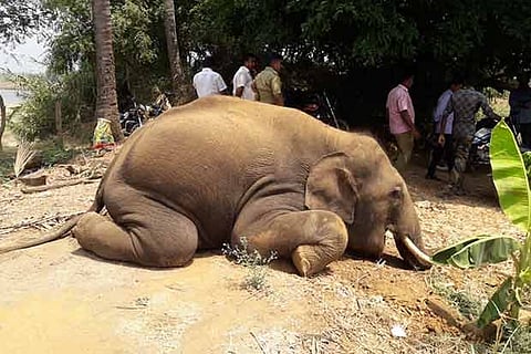 The tusker that was found electrocuted on Wednesday