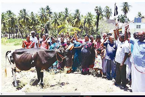 Farmers protest with black flags and cattle against the expressway project in Salem district on Monday