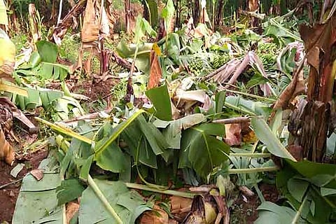 A damaged plantain farm in Erode district
