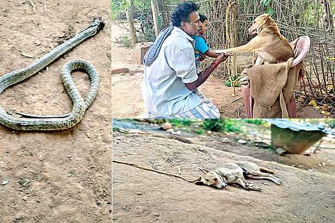Pet dog sacrifices life to save master from snake