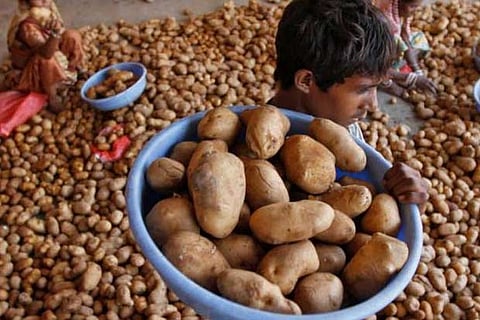 Gujarat government backs potato farmers in PepsiCo case
