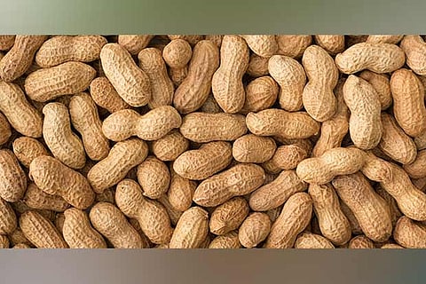 Grandma’s Wisdom: Peanuts, a healthy timepass