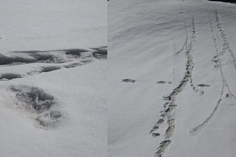 Indian Army to send pics of 'Yeti' footprints to domain experts