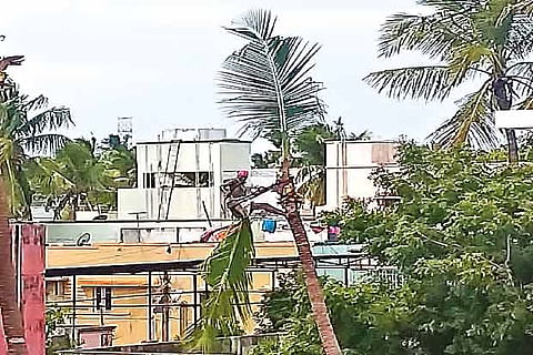 A coconut tree being axed in Anakaputhur