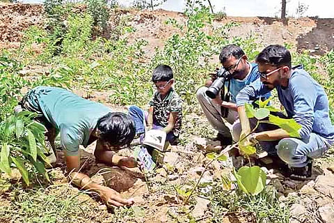 Volunteers observe ants at the Singanallur lake bund in Coimbatore