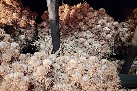 ‘Kodai hill garlic’ loses its aroma with no takers