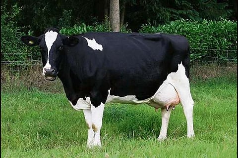 One in 3 UK primary school kids think cows lay eggs: Survey