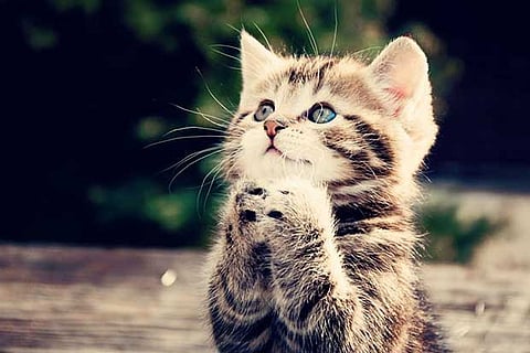 Women good at recognising cats' expressions: Study