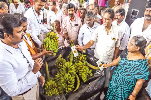 Officials demonstrate FSSAI approved methods to ripen bananas