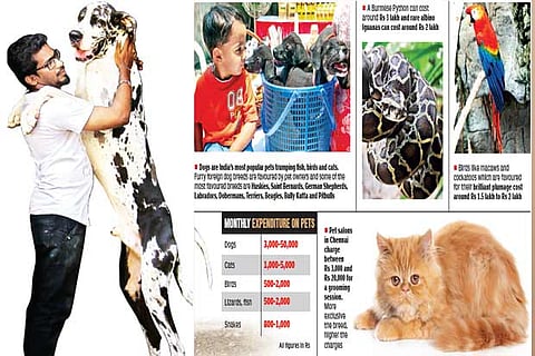 Grooming a pet project