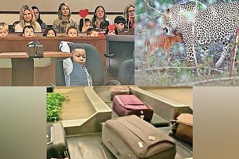 Trending in TN: A full-house adoption, Resilient Antelope and conveyor belt's life lessons