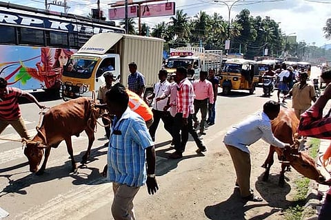 Civic officials impound cattle wandering on Anna Salai in Vellore