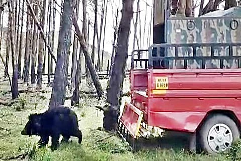 The trapped bear being released into the forest on Sunday