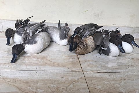 Seven pintail ducks that were rescued in Ramanathapuram on Wednesday