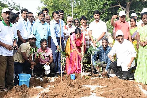 The Tiruchy Corporation officials and workers plant saplings on Srirangam Ranganathaswamy temple premises