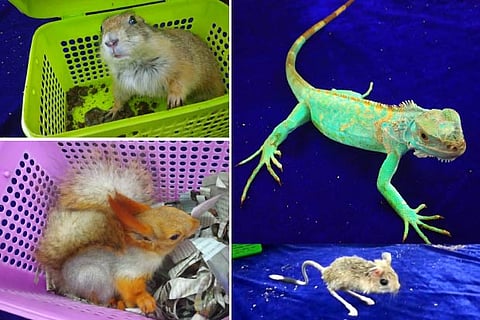Banner-tailed kangaroo rats, prairie dogs, red squirrel and blue iguanas were seized at the airport on Sunday