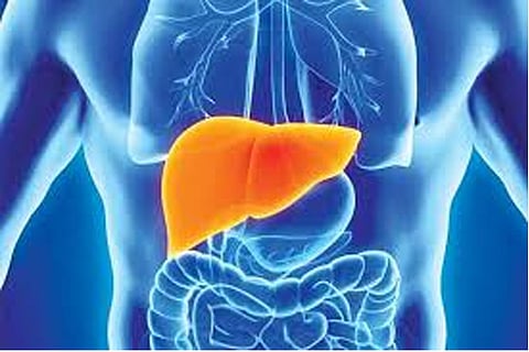 Representative image for liver