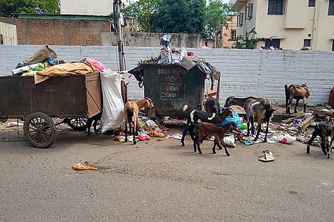 Goats feed on food waste as garbage overflows from trash bins