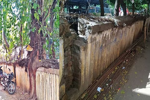 The tree that has been growing on the wall and (right) broken portion of the compound wall