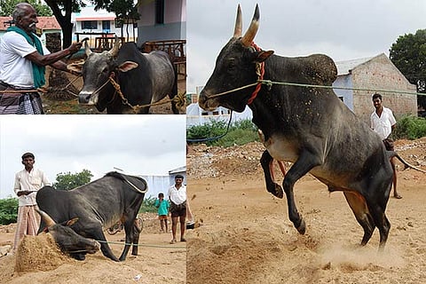 Bull owner Rangasamy sharpening the horns of his bull; A bull given training by ploughing a pile of sand