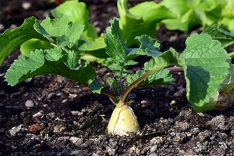 Grandma’s Wisdom: Health benefits of radish leaves