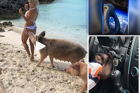 Trending in TN: Breathtaking destinations come alive on Tik Tok, model chooses to pose with pigs and baby monkey trying to start a car