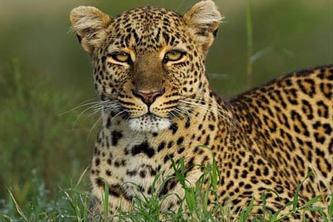 Panic in Bhubaneswar after leopard spotted near city airport