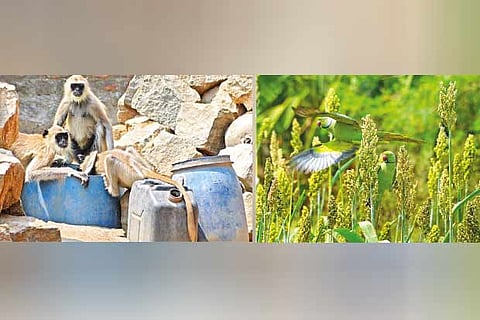 It?s not just the langurs (above) parrots too are causing hardships to farmers and people in Vellore