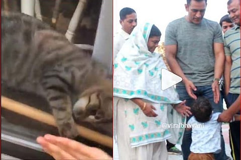 Trending in TN: Kid refuses to hug MS Dhoni, cat locked in a room and dirty sneakers by Gucci