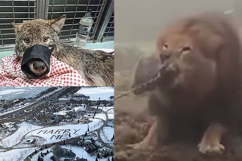 Trending in TN: Tug-of-war with a lion, Chicago man’s winter proposal, workers rescue wolf from frozen river